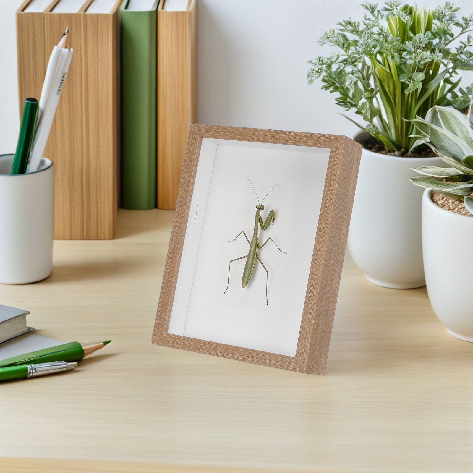 Wooden Framed Bug Display Case - огляд і ціна Woodworking Show
